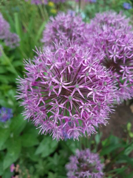 istock Onion plant in bloom in a flower bed 1309027669