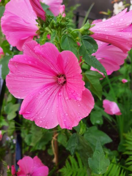 istock Lavater flowers in a flower bed 1309027847
