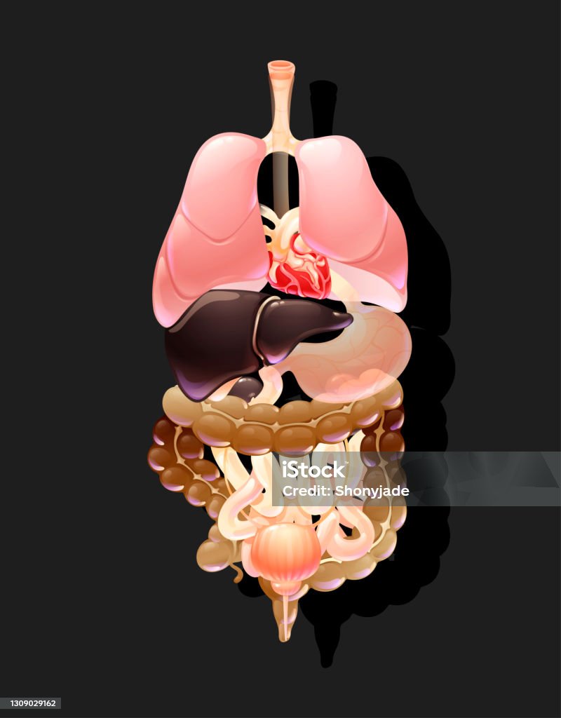 Human Body Organs General View Organs Location Stock Illustration Biology Diagrams
