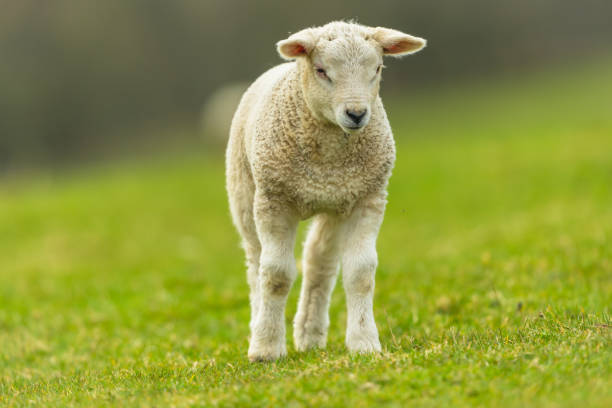istock Lamb in Springtime.  An inquisitive young lamb  stood up and looking  bemusedly at a buzzing insect.  Facing forward. Close up. 1309030370