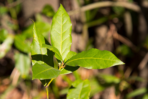 Green bay leaf growing in nature, spice ingridient background young leaves of the Laurel tree, early spring