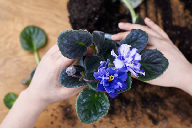 A woman transplants a blooming violet into a new pot. A woman transplants a blooming violet into a new pot, home plants. african violet stock pictures, royalty-free photos & images