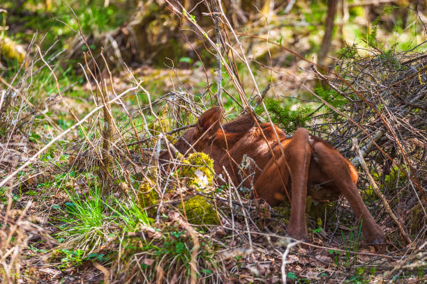 New-born moose calf lying on the ground in the forest