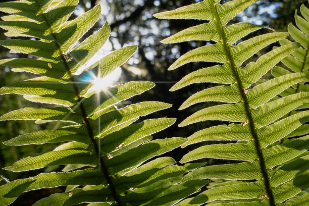 istock Translucent fern leave backlit with sun starbursts shining through 1309034222