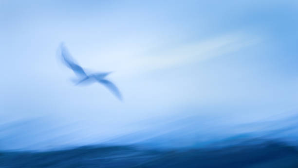 istock Impressionism image of seagull flying above the sea waves. Image captured using intentional camera movement technique for dreamy effect. 1309034223