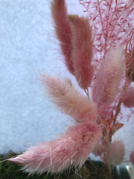 istock Pink dried flowers 1309035522