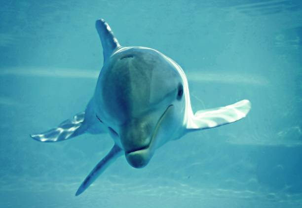 istock Dolphin looking at the camera in blue water. 1309036466