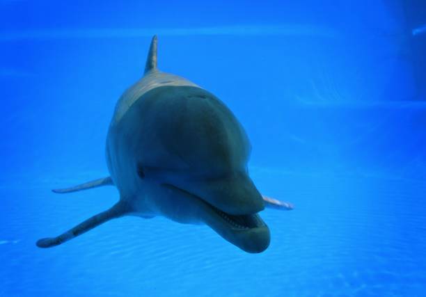 istock Dolphin looking at the camera in blue water. 1309036474
