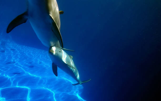 istock Pair of dolphins in a clear water pool. 1309036477