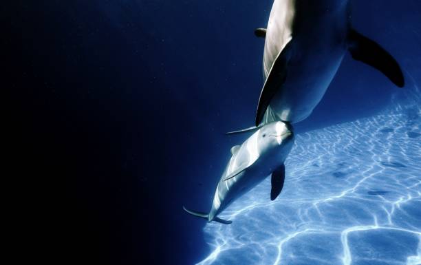 istock Pair of dolphins in a clear water pool. 1309036478