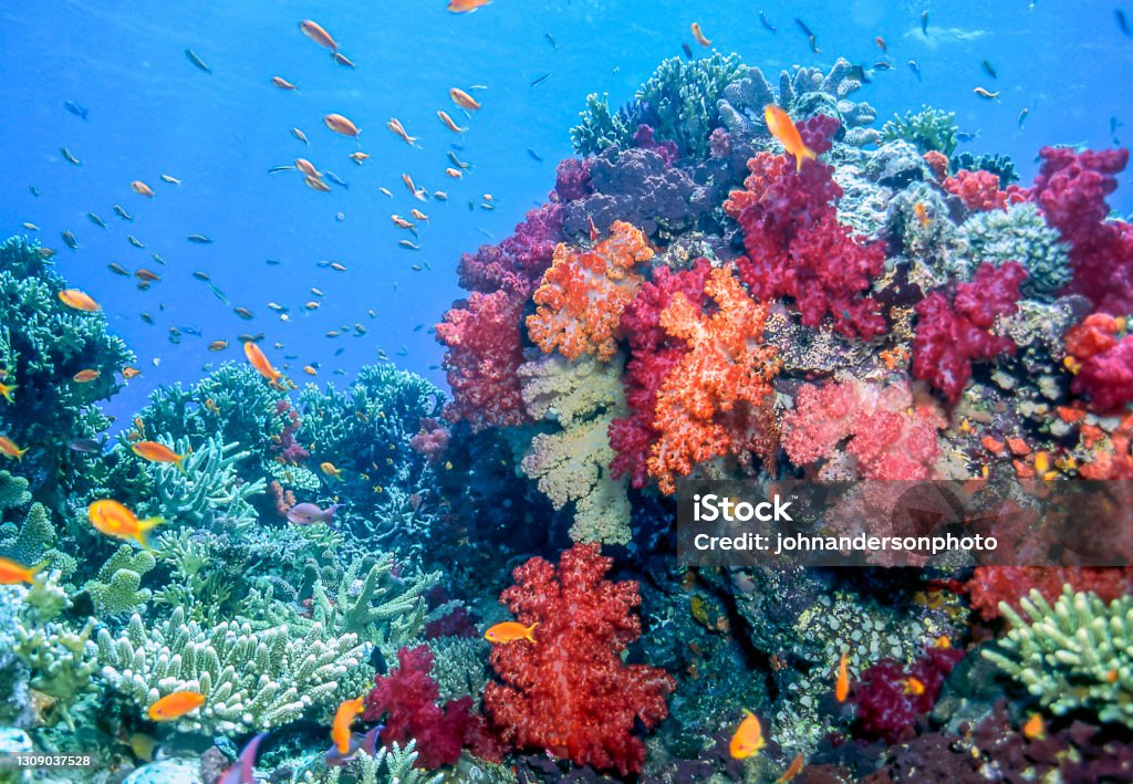 Dendronephthya isoft corals family Nephtheidae. Coral reef in South Pacific Fiji Stock Photo
