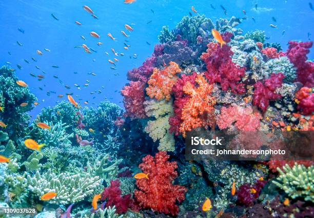 Dendronephthya Isoft Corals Family Nephtheidae Stock Photo - Download Image Now - Fiji, Reef, Coral - Cnidarian