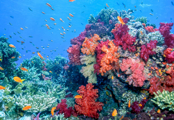 dendronephthya isoft кораллов семьи nephtheidae. - риф стоковые фото и изображения
