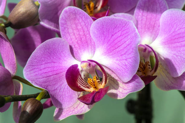 istock Vivid Orchid Flowers Together in Pot 1309037559