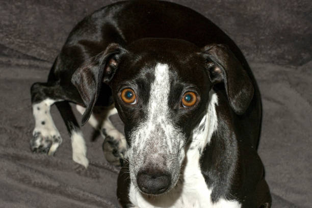istock Studio Portrait of Ruby with Stars in Eyes 1309037568