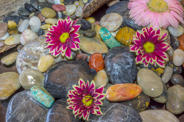 Rocks and flowers in arrangement with daisy