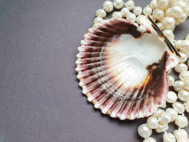istock beautiful shell and pearl jewelry on an grey background 1309038867