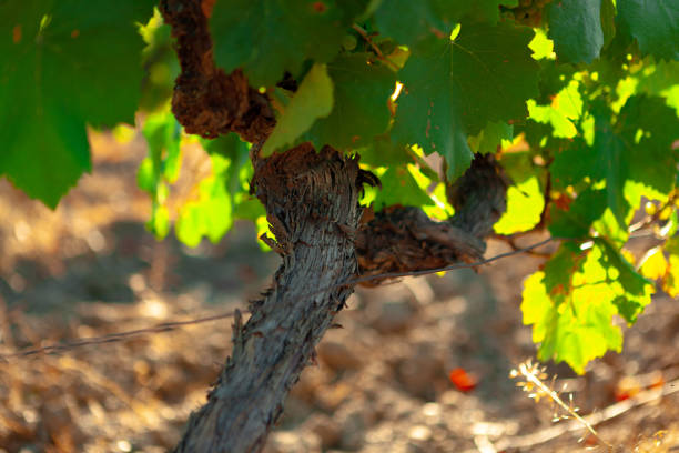 istock Grapes bush leaves in a vineyard close up 1309038932