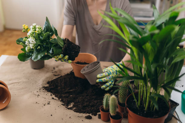 istock woman gardening at home 1309039056