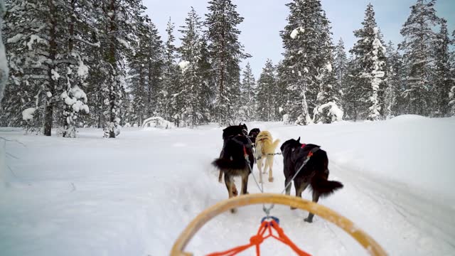 Dogs harnessed by dogs breed Husky pull sled