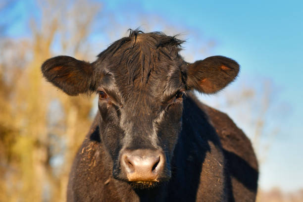 istock Head of black German Angus cattle cow 1309040834