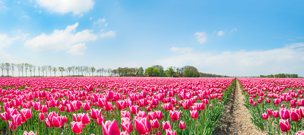 Red tulip on a field of green tulips in the Netherlands