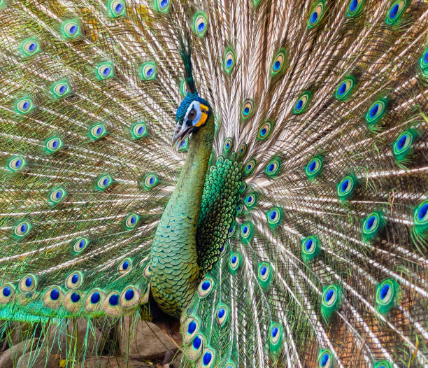istock male peacock, showing its tail 1309042300