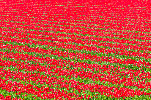 A panoramic view of a foliage field of red tulip flowers
