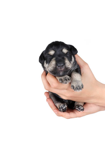 istock miniature schnauzer puppy 2 weeks in human hand isolated on white 1309042507
