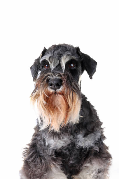 istock miniature schnauzer dog sitting isolated on white 1309043114