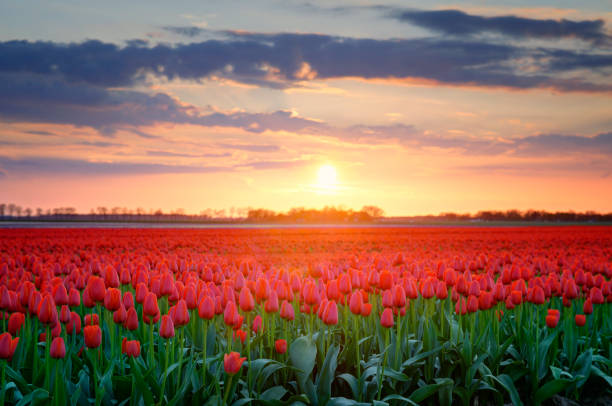 istock Red tulips in a field during a springtime sunset 1309043155