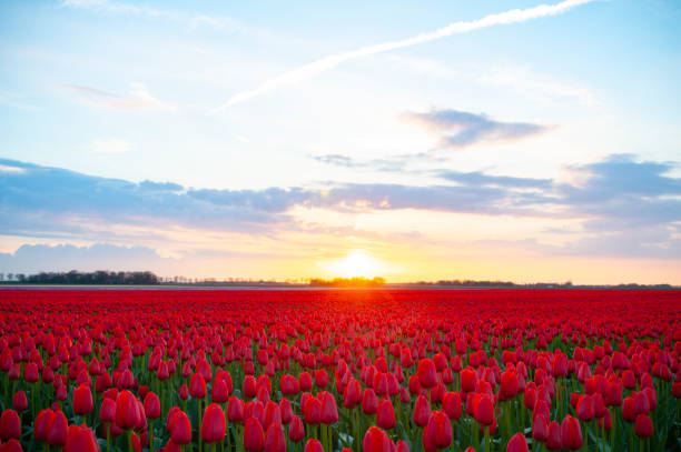 istock Red tulips in a field during a springtime sunset 1309043249