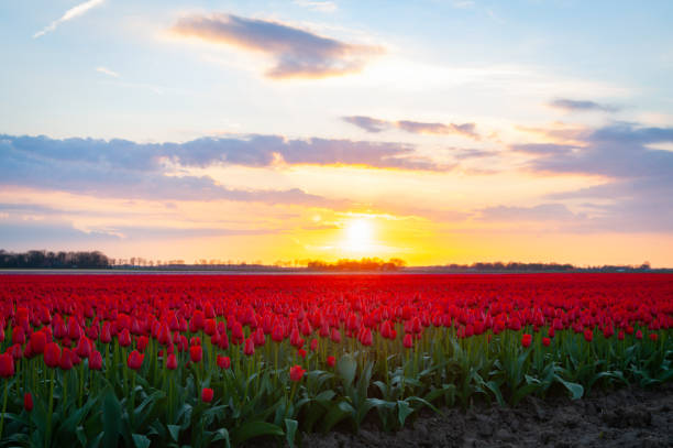 istock Red tulips in a field during a springtime sunset 1309043276