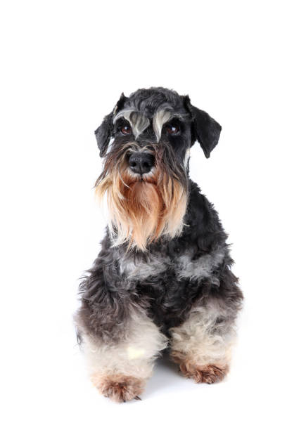 istock miniature schnauzer dog sitting isolated on white 1309043289