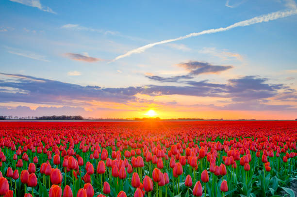 istock Red tulips in a field during a springtime sunset 1309043292