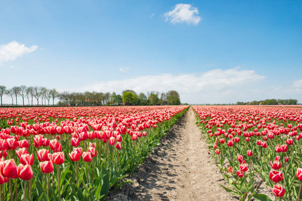 istock Tulips growing in a field in an agricultural landscape during springtime 1309043409
