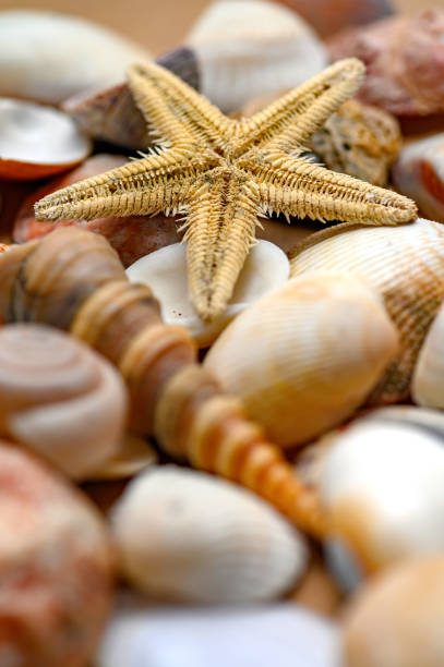 istock Seashells of various shapes and types. Background 1309043516