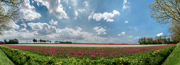 Tulips growing in a field in an agricultural landscape during springtime in the Noordoostpolder, Flevoland, The Netherlands. Holland is famous for growing tulips and exporting the flowers and bulbs over the world. Wide panorama photo.