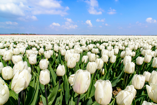 Tulips growing in a field in an agricultural landscape during springtime in the Noordoostpolder, Flevoland, The Netherlands. Holland is famous for growing tulips and exporting the flowers and bulbs over the world.