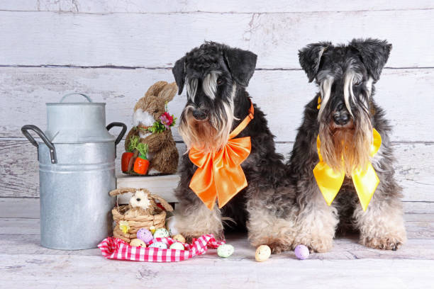 istock easter dog miniature schnauzer in wooden background 1309043776