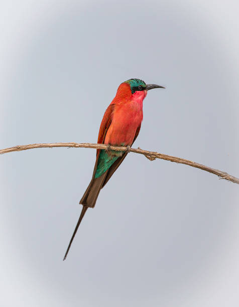 istock A southern carmine bee-eater (Merops nubicoides) perched on a branch 1309043813