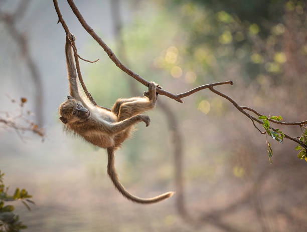 A Chacma baboon (Papio ursinus) hanging on to an overhanging branch in evening sunlight also known as a Cape Baboon, the Chacma Baboon is one of the largest of the Old World monkeys. baboon stock pictures, royalty-free photos & images