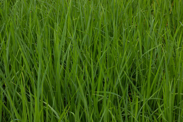 istock traditional green rice farm in india 1309043851