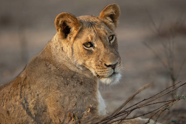 istock A side-on portrait of a young lioness 1309043864