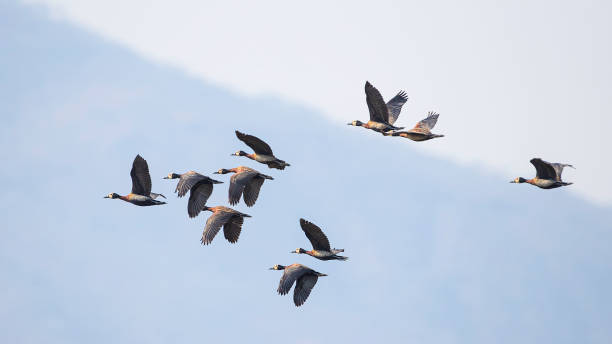 белолицый свист уток (dendrocygna viduata) летать в формировании - white faced whistling duck стоковые фото и изображения