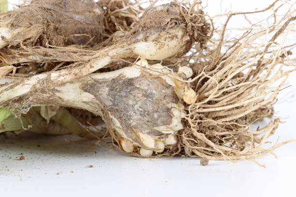 istock Fresh wild leek with roots isolated on a white background 1309043871