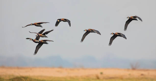 белолицый свист уток (dendrocygna viduata) летать в формировании - white faced whistling duck стоковые фото и изображения