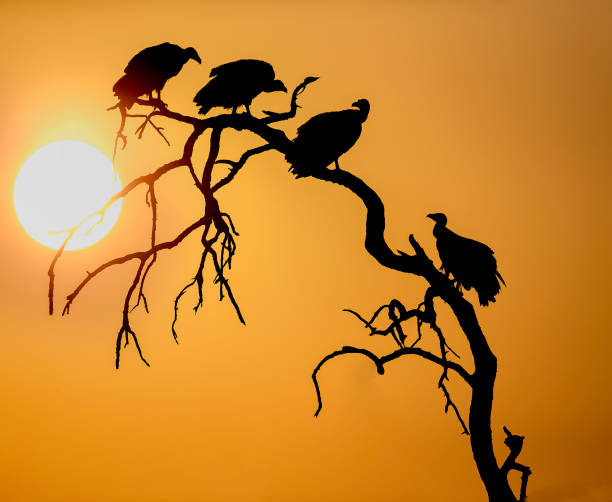 istock Silhouettes of White-Backed Vultures (Gyps africanus) perched on a tree at dusk 1309043888