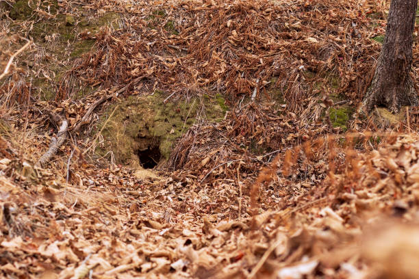 istock Fox hole in the autumn forest, covered with dry fallen leaves. 1309043955