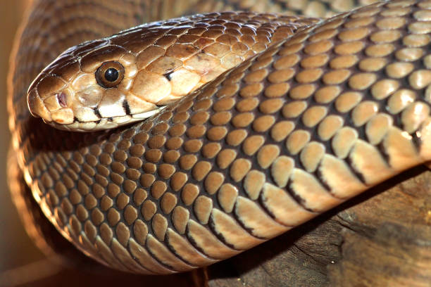istock Mozambique Spitting Cobra, Wildlife Reserve Botswana 1309044571